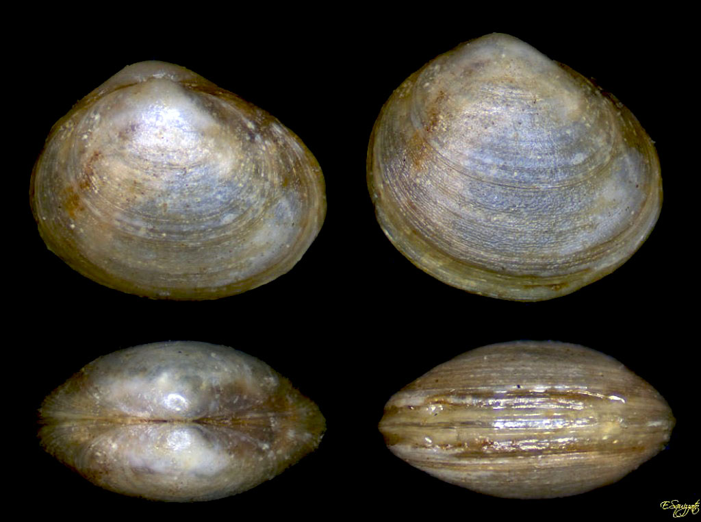 Bivalve da Taranto